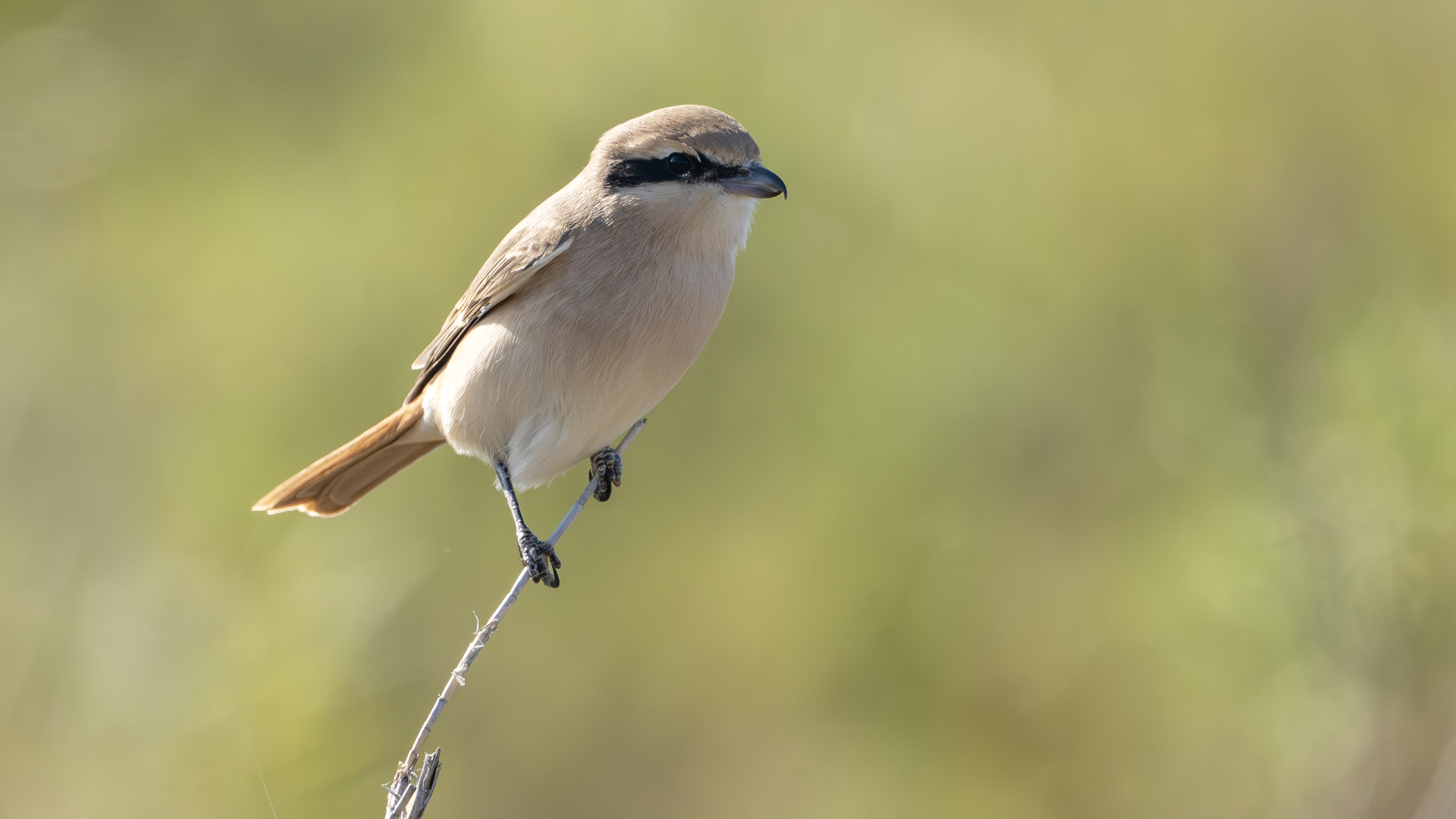 Red-tailed Shrike
